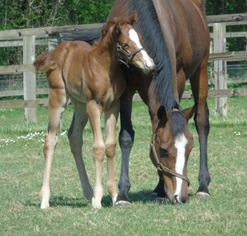 2020 filly by Pivotal